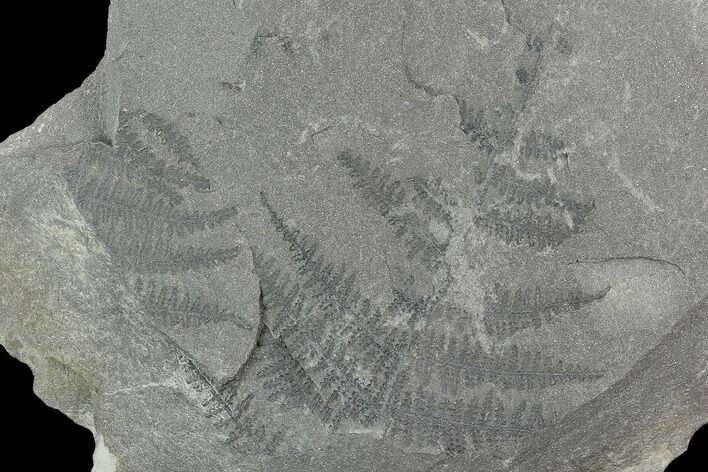 Pennsylvanian Fossil Fern (Pecopteris) Plate - Alabama #123437
